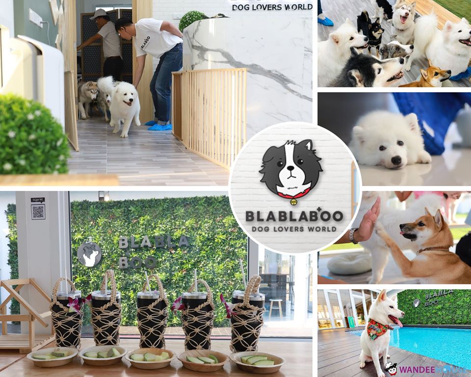 รวม 10 คาแฟ่หมาแมว อัปเดต 2020 น่ารักขนาดนี้..ไม่ไปไม่ได้แล้ว