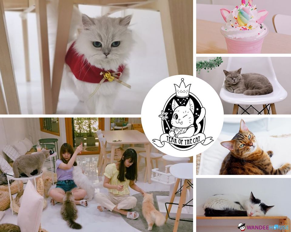 รวม 10 คาแฟ่หมาแมว อัปเดต 2020 น่ารักขนาดนี้..ไม่ไปไม่ได้แล้ว