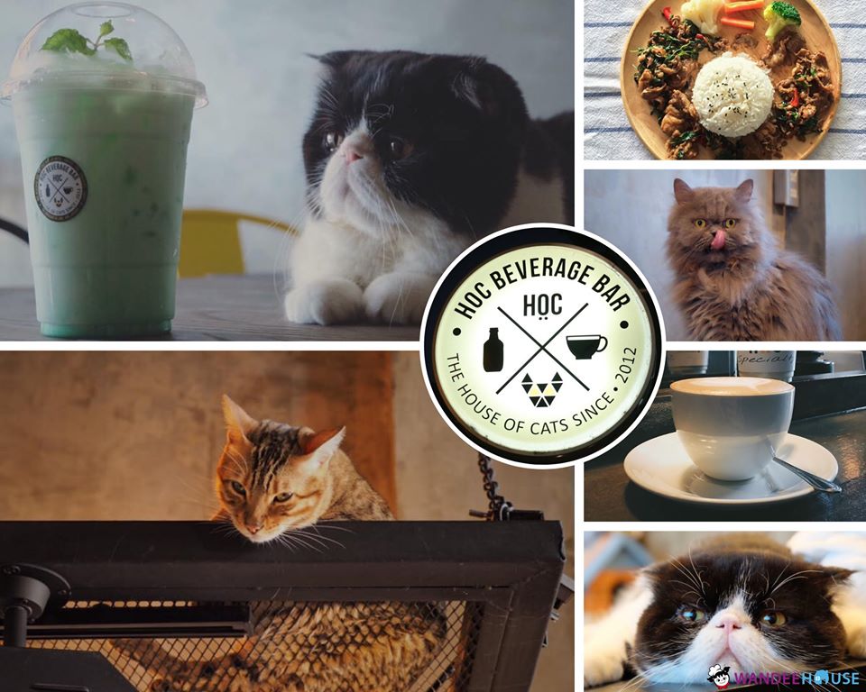 รวม 10 คาแฟ่หมาแมว อัปเดต 2020 น่ารักขนาดนี้..ไม่ไปไม่ได้แล้ว