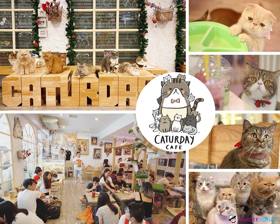 รวม 10 คาแฟ่หมาแมว อัปเดต 2020 น่ารักขนาดนี้..ไม่ไปไม่ได้แล้ว