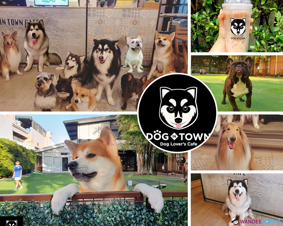 รวม 10 คาแฟ่หมาแมว อัปเดต 2020 น่ารักขนาดนี้..ไม่ไปไม่ได้แล้ว