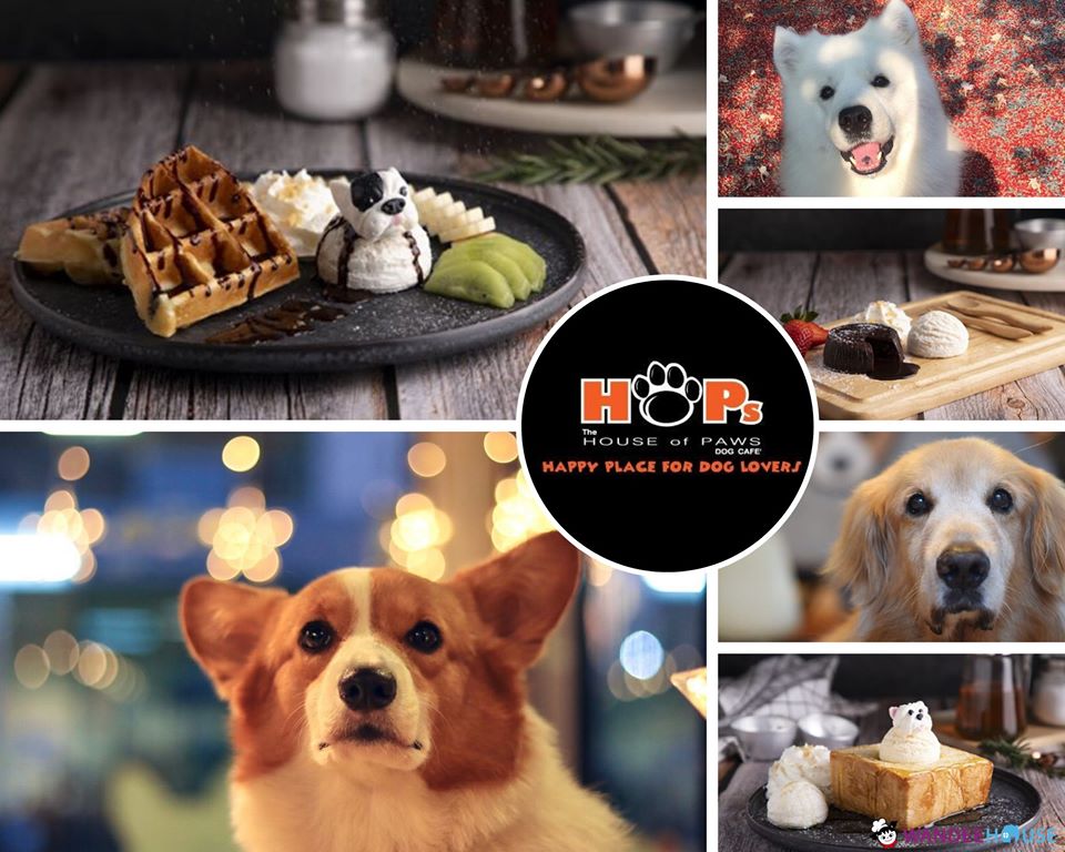 รวม 10 คาแฟ่หมาแมว อัปเดต 2020 น่ารักขนาดนี้..ไม่ไปไม่ได้แล้ว