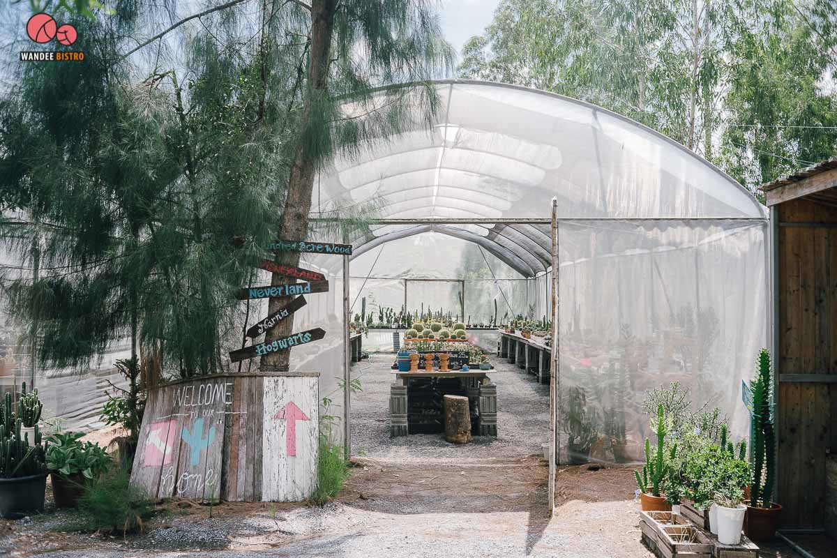 The Pine Farm & Cafe คาเฟ่ของคนรักแคคตัส คลองลัดมะยม