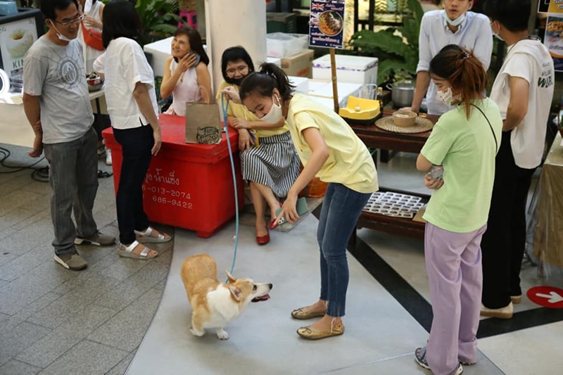 เช็คลิสต์ 7 ห้างในกรุงเทพฯ ที่พาน้องหมาไปเดินเล่นด้วยได้