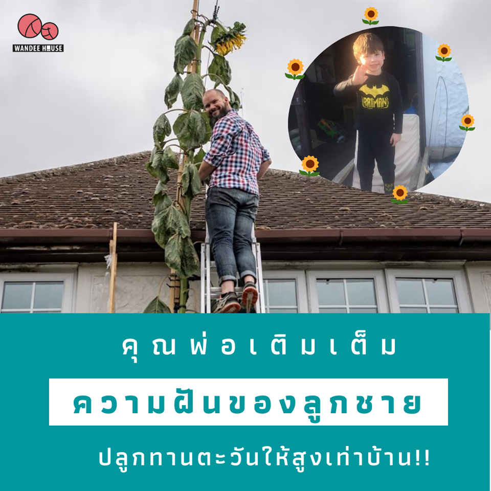 คุณพ่อเติมเต็มความฝันของลูกชาย ปลูกทานตะวันให้สูงเท่าบ้าน!!