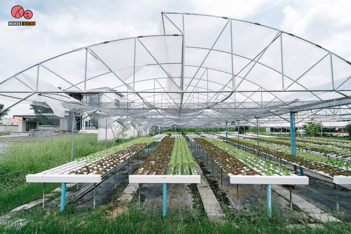 Osmosis by Leaf Factory คาเฟ่เรือนกระจกในสวนผัก