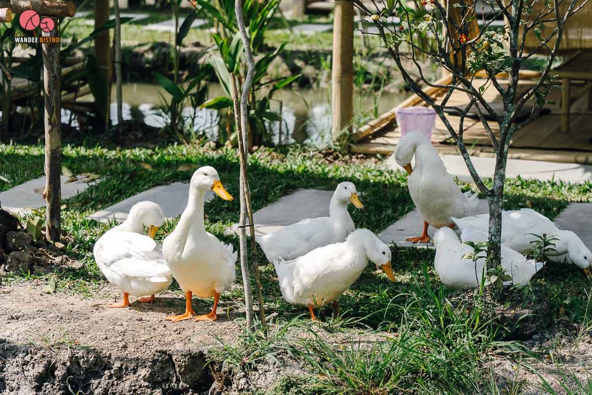 ครัวบ้านไทรน้อย คอนเซปท์เก๋เสิร์ฟอาหารทางเรือ เมนูบ้านๆ รสชาติจัดจ้านถึงใจ