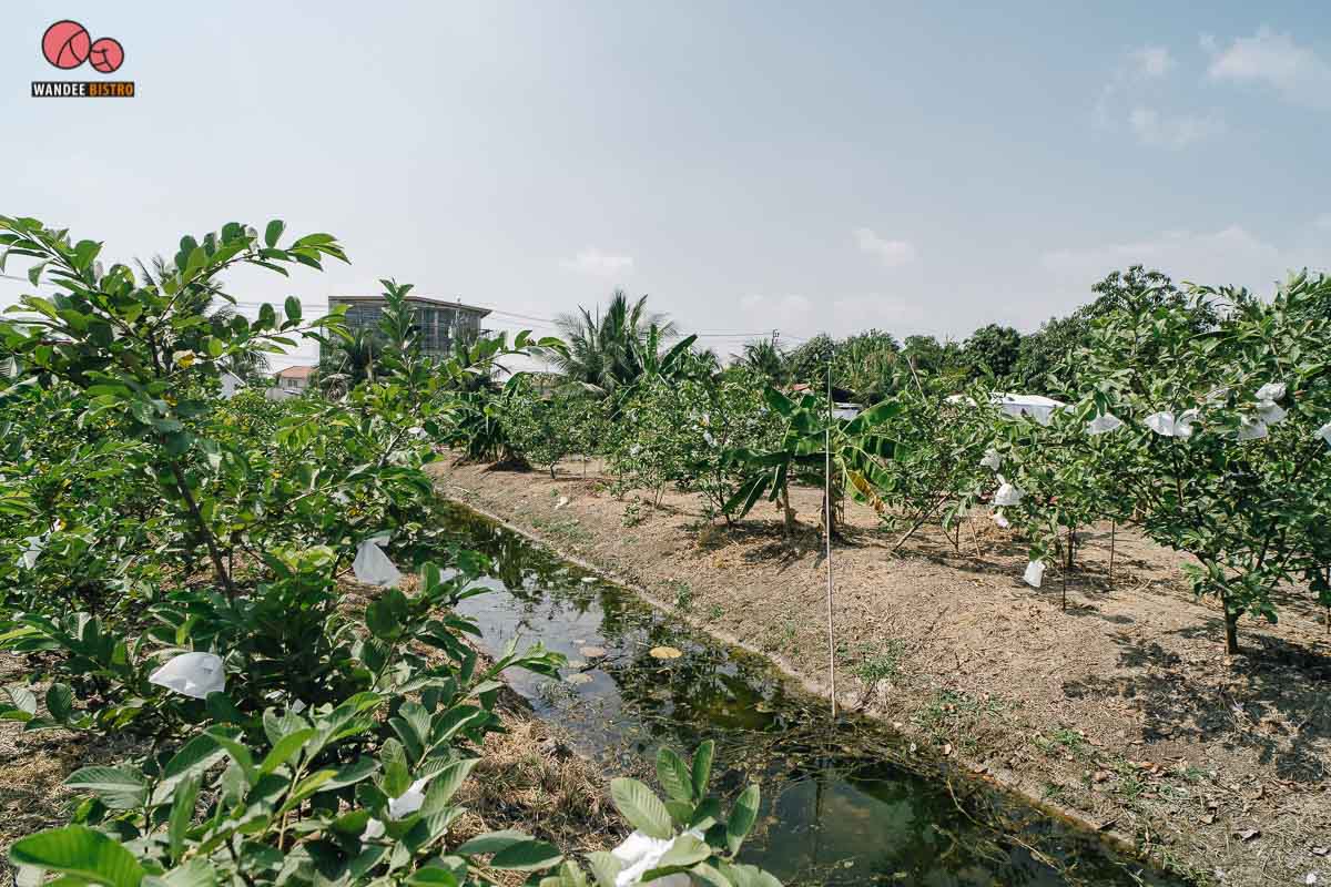 ชิลล์สวน นนทบุรี กินเตี๋ยวริมน้ำ รสจัดจ้านสะท้านดงฝรั่ง ชิมฟรีฝรั่งหน้าสวน!! 